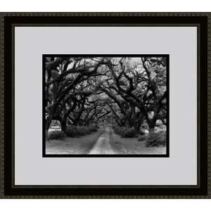 Path in the Oaks #2, Louisiana by Monte Nagler   Framed Artwork 