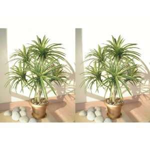  2 x 3ft Yucca Palms, Artificial Trees: Home & Kitchen