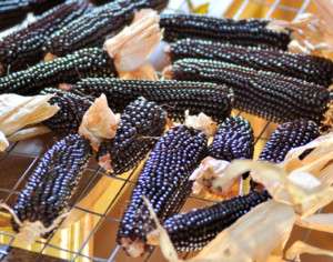 DAKOTA BLACK POPCORN~Seeds~~~~~Excellant Popper  