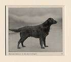 DOG Flat Coated Retriever Girl HUGE 1880s Print  