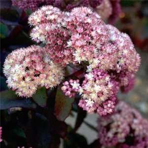   Serenade Stonecrop Perennial   Sedum   Potted: Patio, Lawn & Garden