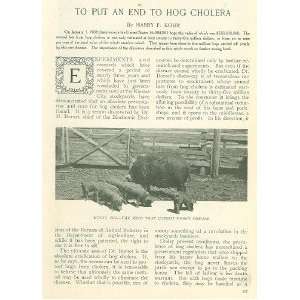   1909 Ending Hog Cholera Kansas City Stockyards Dorset 