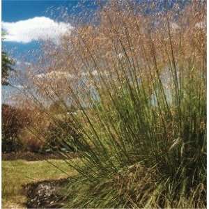 Giant Feather Grass (Stipa gigantea): Patio, Lawn & Garden