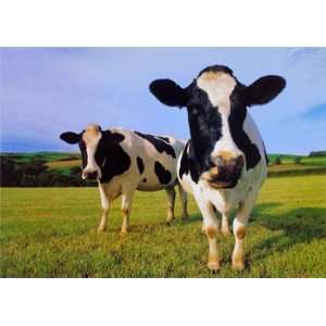  Cows, Cows & Bulls Wall Poster Print, 34x24: Home 