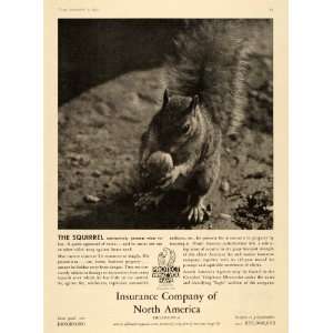 1935 Ad North America Insurance Policies Squirrel Nut   Original Print 