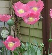 Hot Pink Poppy Papaver Somniferum  
