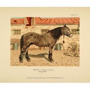  1896 Chromolithograph SILNY Russian Horse Breed NICE 