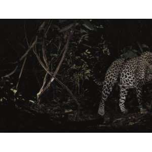  A leopard silently prowls deep in the forest in search of 
