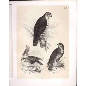  Snake Buzzard From Science Of Birds 1878 Jasper