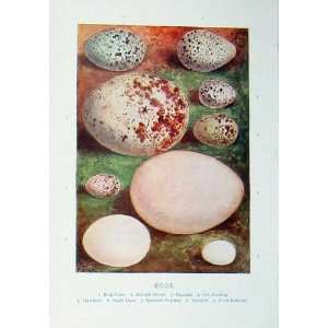   1901 Swaysland Wild Birds Eggs Ouzel Buzzard Bunting: Home & Kitchen