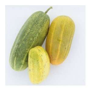  Thai Five Star Cucumber Seeds