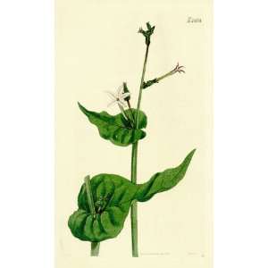   Engraving of the Stem Clasping Ha Vanna Tobacco