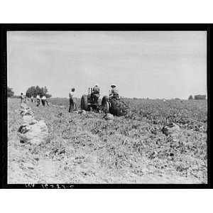   Potato Pickers,Shafter,Kern County,CA,California,1937
