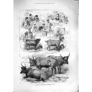  1881 Dairy Show Daisy Cattle Cows Queen Zulu Animals: Home 