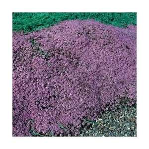  Creeping Thyme   Mother of Thyme 1,000 Seeds Patio, Lawn 