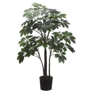  36 Baby Schefflera Tree Plant in Plastic Pot Green (Pack 