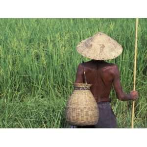  Fisherman In a Rice Field, Danang, Vietnam Photographic 