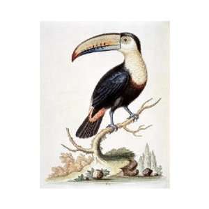  George Edwards   Le Toucan Giclee
