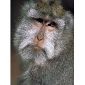  Long Tailed Macaques, Sacred Monkey Forest, Ubud, Bali 