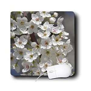  Patricia Sanders Flowers   Spring Expressions  White 