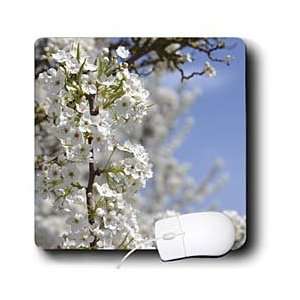  Patricia Sanders Flowers   Beautiful White Flowering Tree 