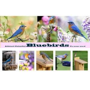  Attract Colorful Bluebirds To Your Yard   Personalized Pre 