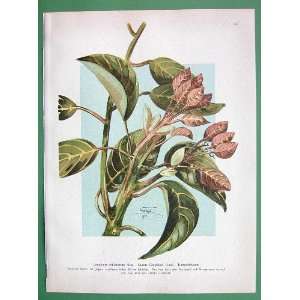 MEDICINAL PLANTS Cardamom Oil Tree Camphora Officinarum   Antique 