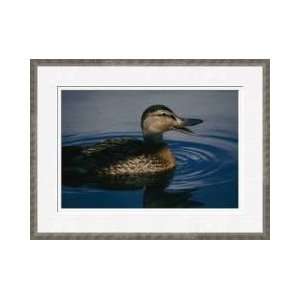 Duck Swimming The Meadowlands New Jersey Framed Giclee Print  