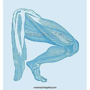  Leg muscles Framed Prints