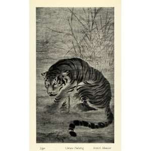   Panthera Tigris Animal China   Original Halftone Print