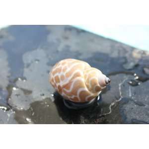  Seashell Magnet #12   Coastal Decor
