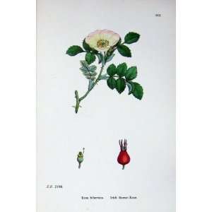   Botany Plants C1902 Irish Burnet Rose Rosa Hibernica: Home & Kitchen