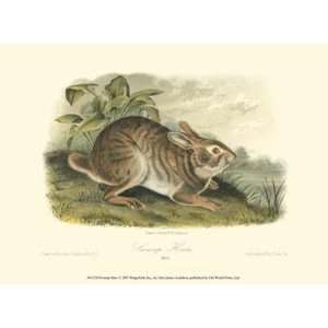  Swamp Hare by John Woodhouse Audubon 13x10 Kitchen 