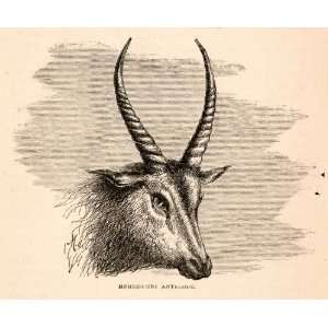  1868 Wood Engraving Mehedehet Antelope Africa Animal 
