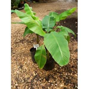  Hardy Basjoo Banana Plant (Musa basjoo): Patio, Lawn 