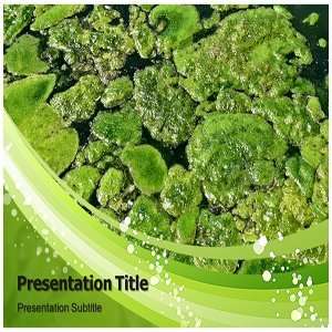 Algae Powerpoint Templates   Algae Powerpoint (PPT) Templates   Algae 