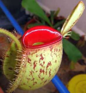 Nepenthes ampullaria red spotting   pitcher plant  