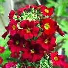 Primrose  Fairy  Crimson  25 seeds