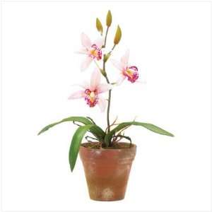  POTTED PINK ORCHIDS
