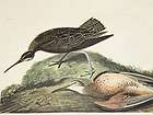 audubon esquimaux curlew 208 birds of america amsterdam edition folio