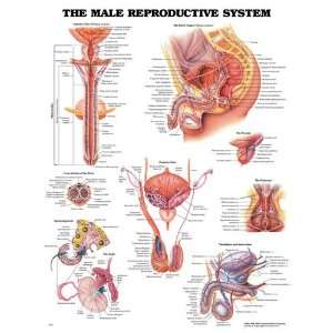  Male Reproductive Chart 20 w X 26 h (Catalog Category 