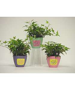 Ivy in Flower Power Ceramic Container (Set of 3)  