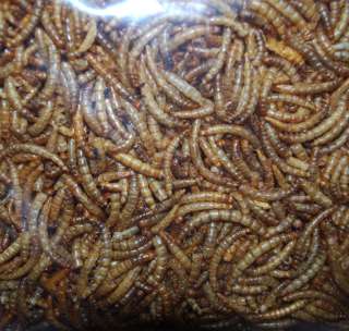 LB ~ FREEZE DRIED Mealworms MEAL WORMS~ Turtle Reptile Food  