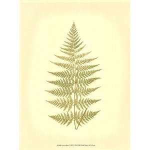  Lowes Fern V (PP)   Poster by E.J. Lowe (9.5x13)