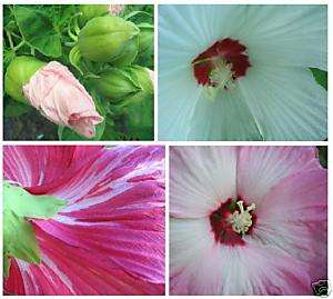 HARDY HIBISCUS moscheutos *Southern Belle Mix* 20 SEEDS  