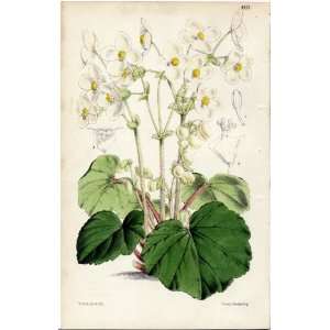  Antique 1866 Curtis Botanical Print   Begonia geranioides 
