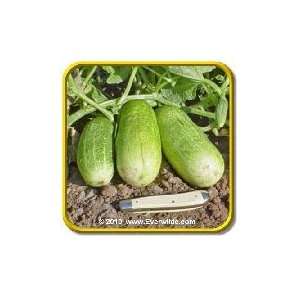   Homemade Pickles   Bulk Pickling Cucumber Seeds Patio, Lawn & Garden
