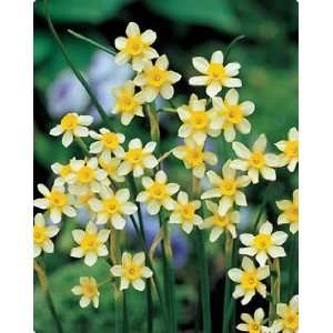     New Baby Fall Flower Bulb   Pack of 8 Patio, Lawn & Garden