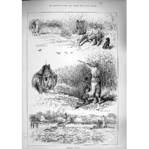 1890 Partridge Birds Driving Hunting Shooting Sport:  Home 
