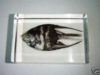 fish specimen tiger barb puntius tetrazona fish skeleton cold water 